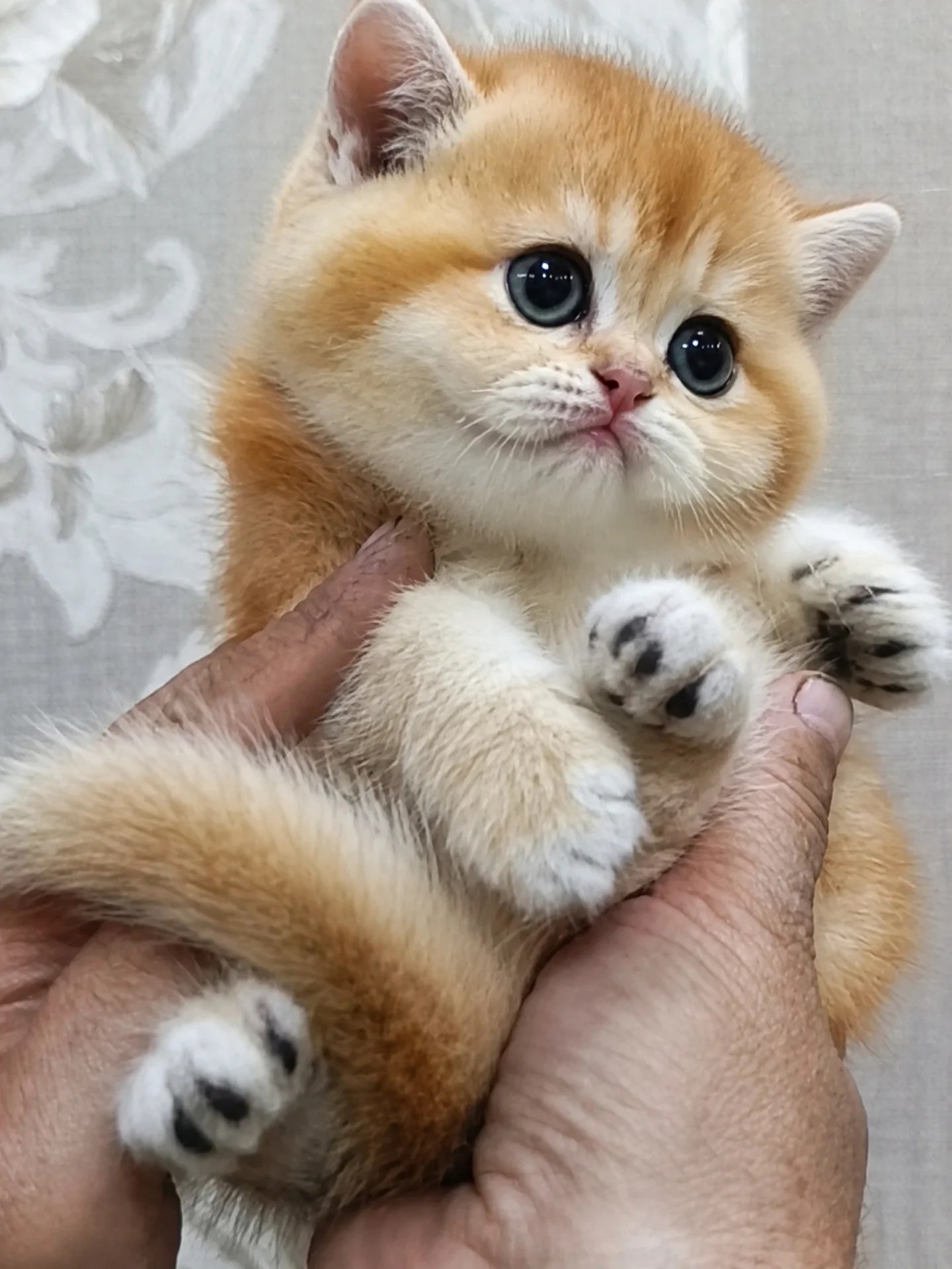 Шотландские котята - изображение 1