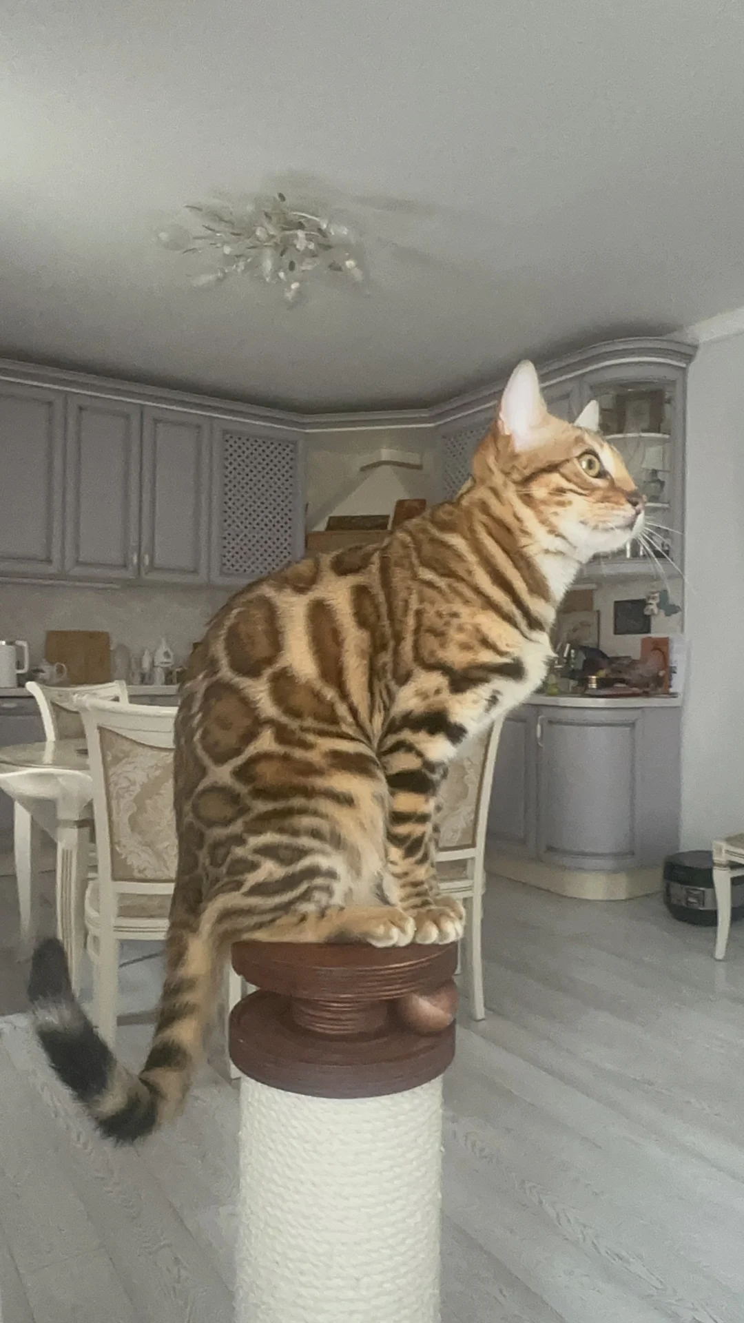 Бенгальский котенок кошка - миниатюра 2