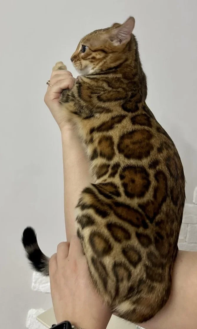 Бенгальский котенок кошка - миниатюра 4