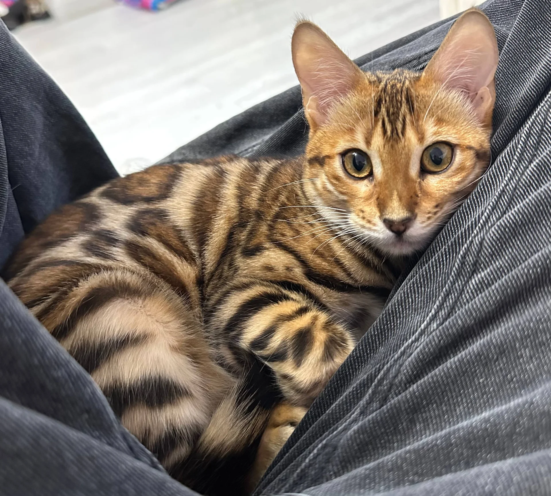 Бенгальский котенок кошка - миниатюра 6
