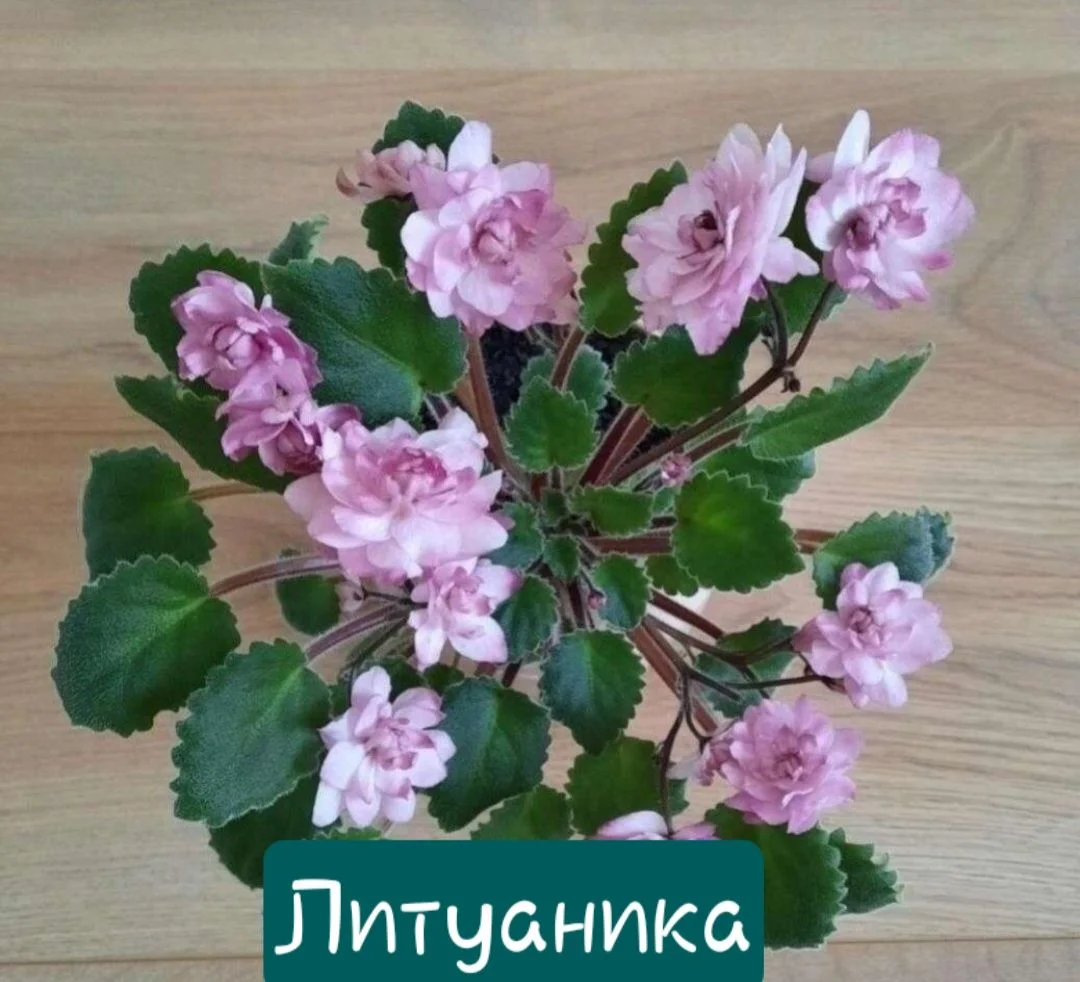 Фиалки 21 сорт листовые черенки - миниатюра 6