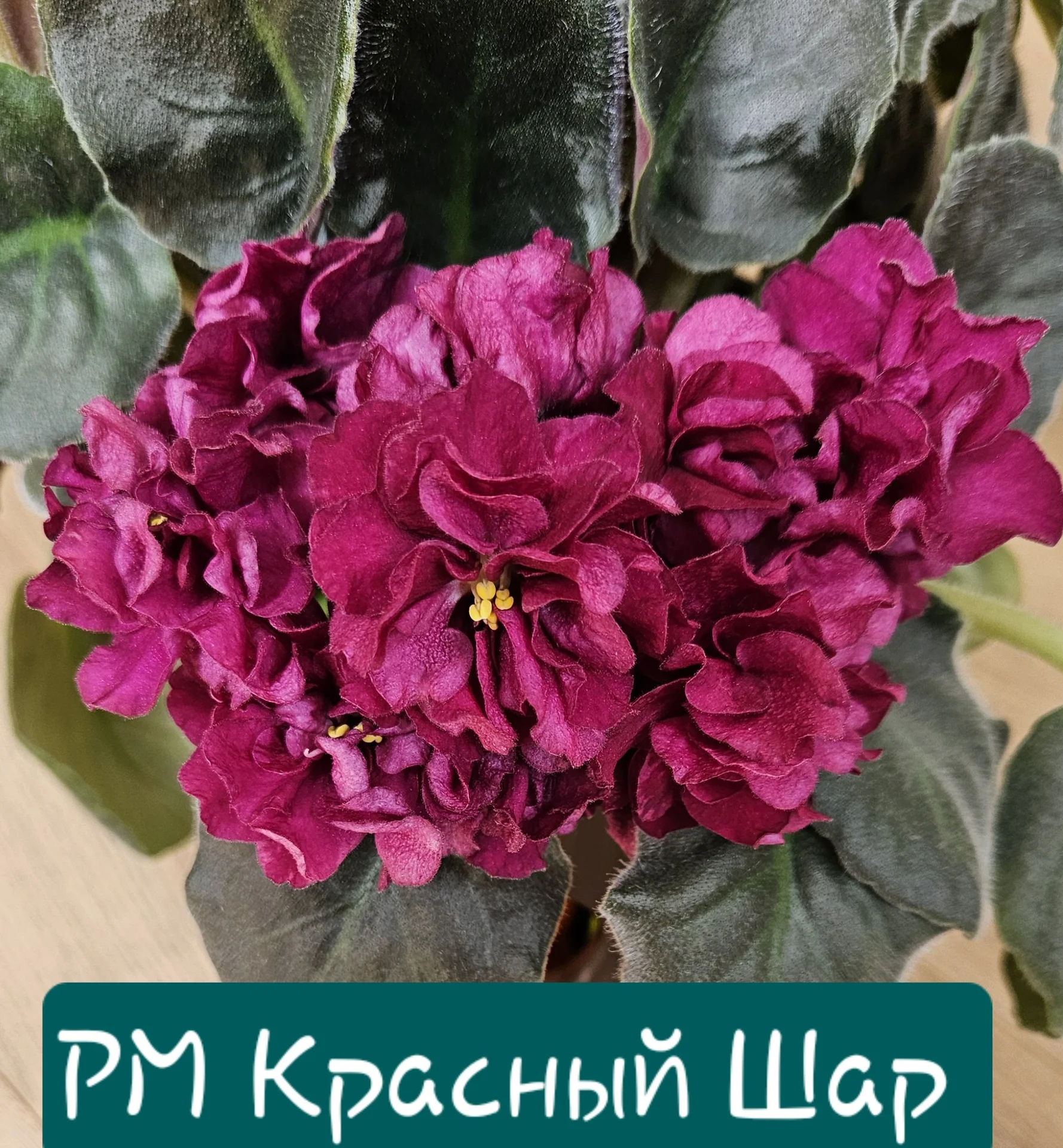 Фиалки 21 сорт листовые черенки - миниатюра 16