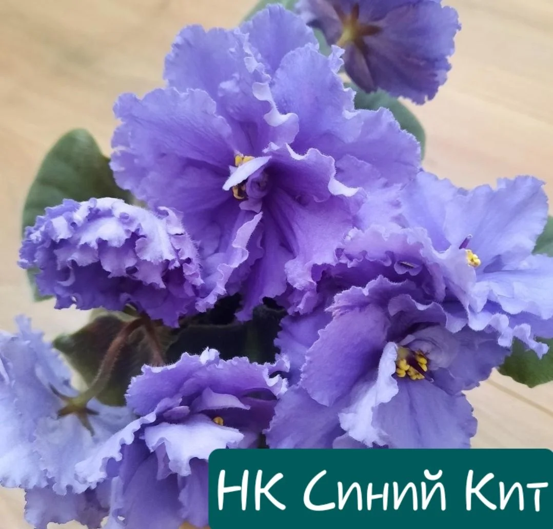 Фиалки 21 сорт листовые черенки - миниатюра 21