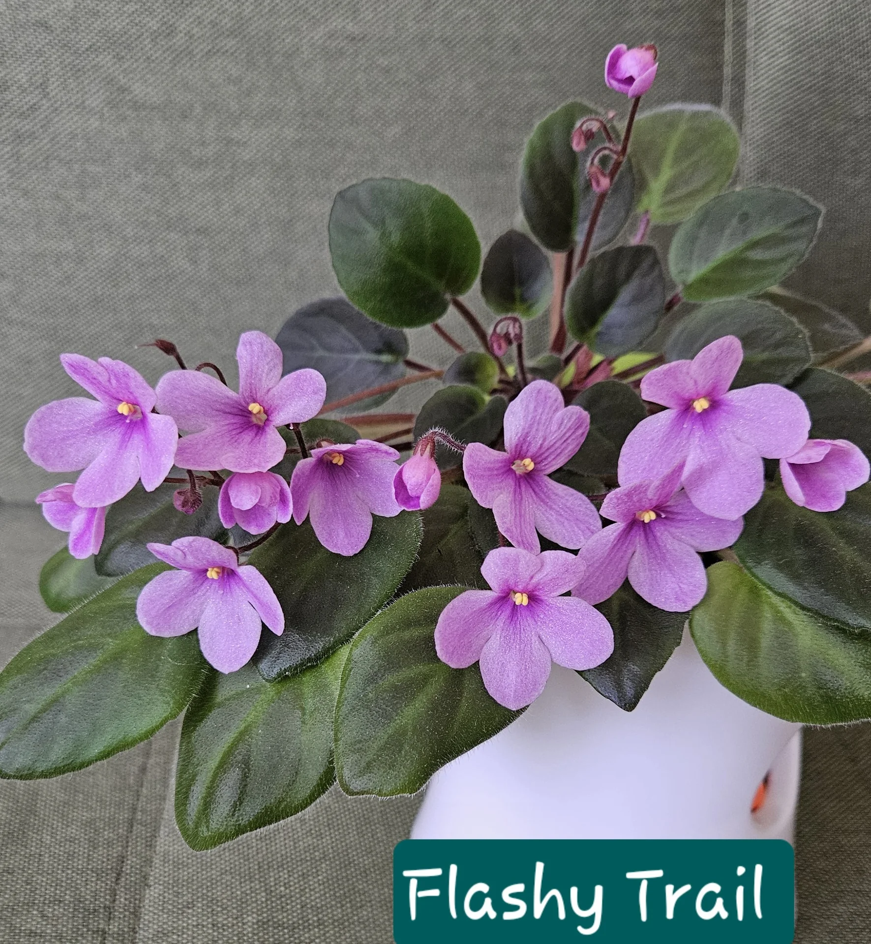 Цветущие фиалки Flashy Trail и НК Краля - миниатюра 2