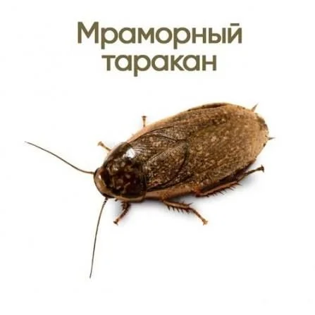 Тараканы мраморные замороженные - изображение 1