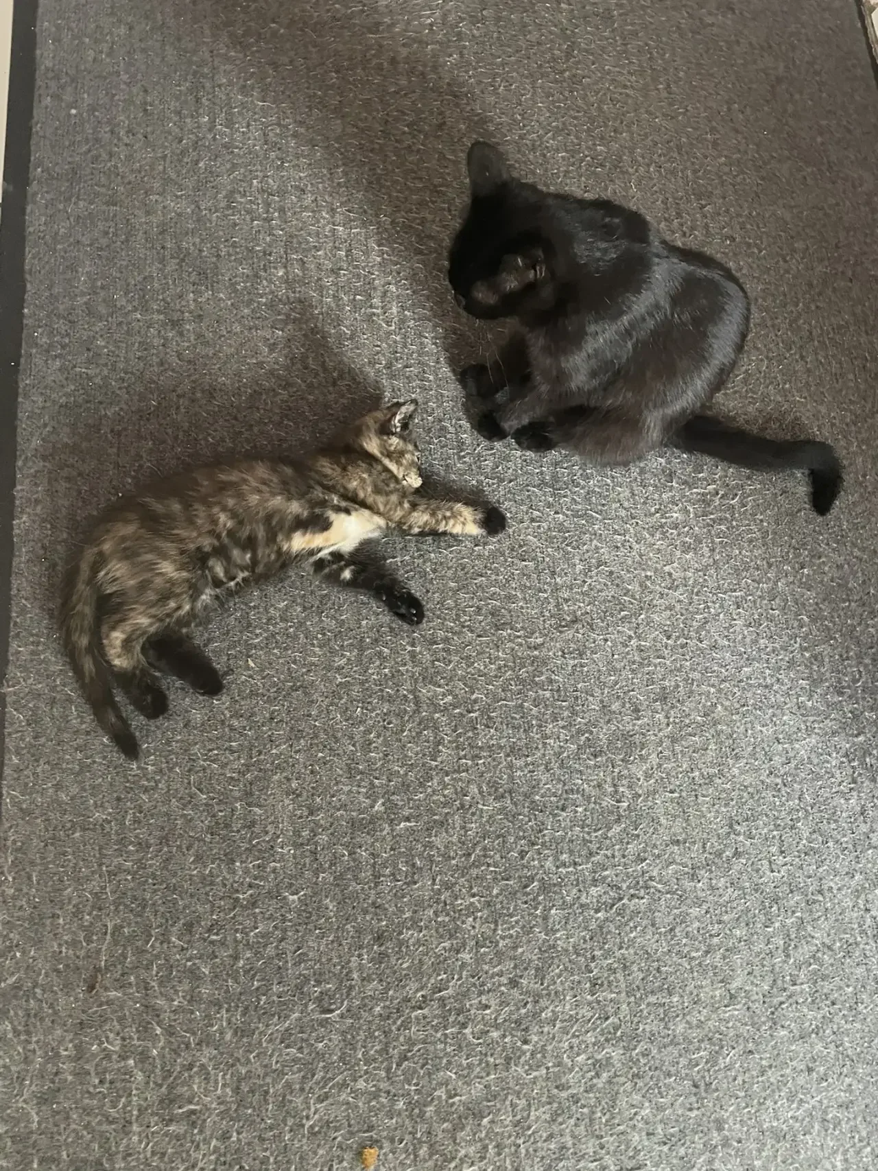 Котенок - миниатюра 2