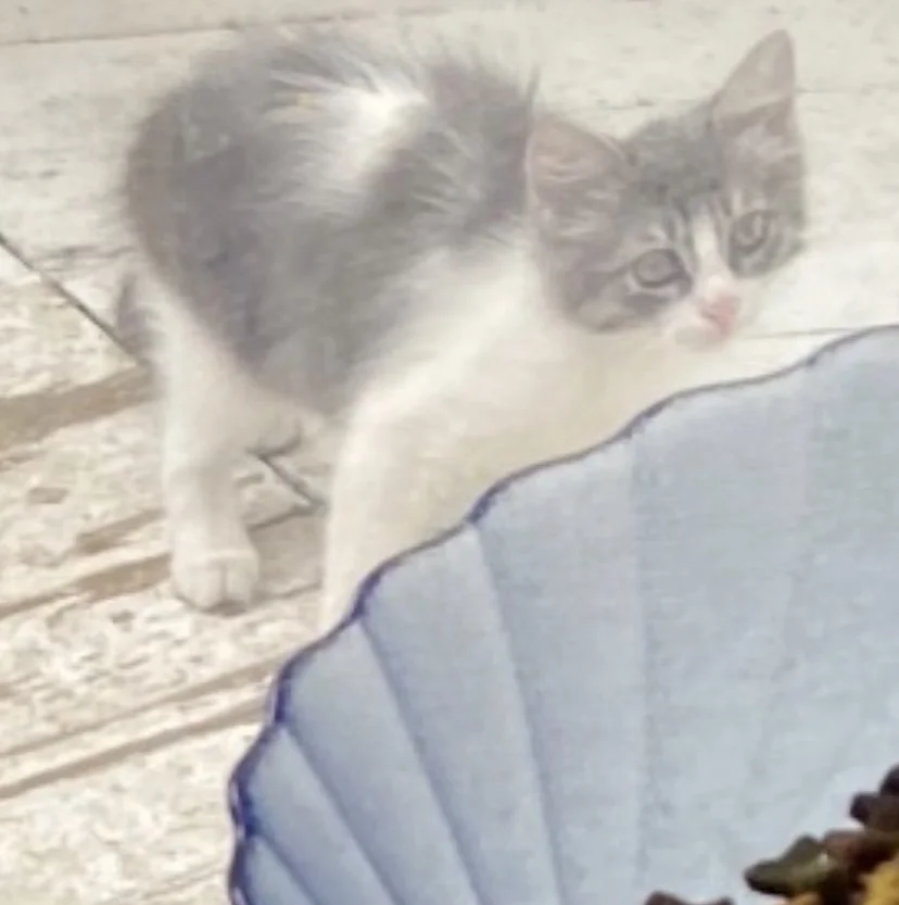 Котенок - изображение 1