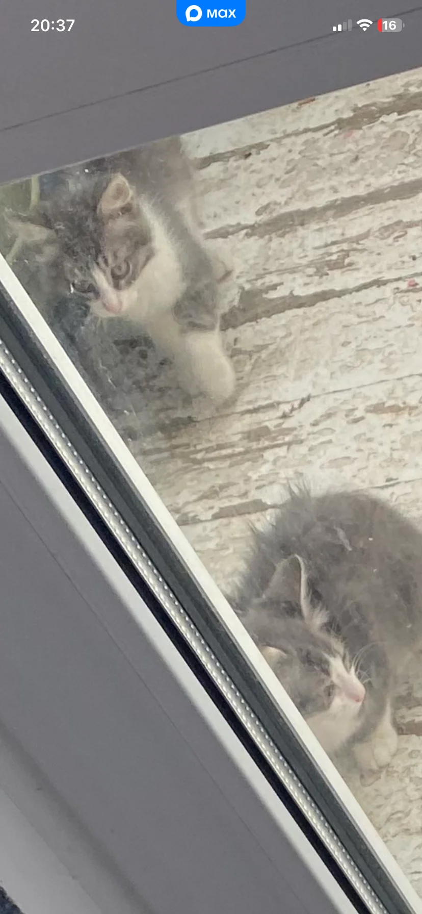 Котенок - миниатюра 2