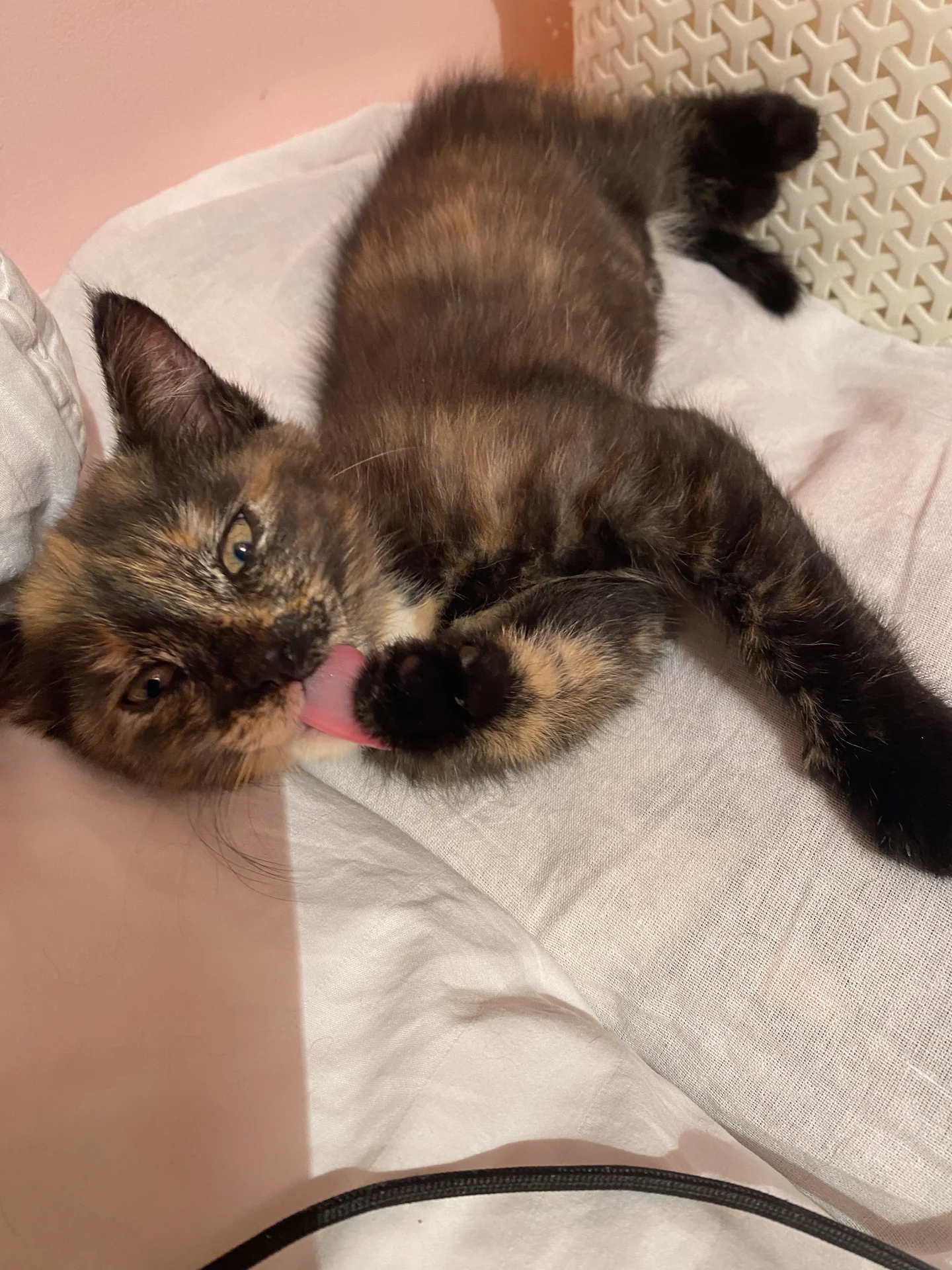 Котенок - изображение 1