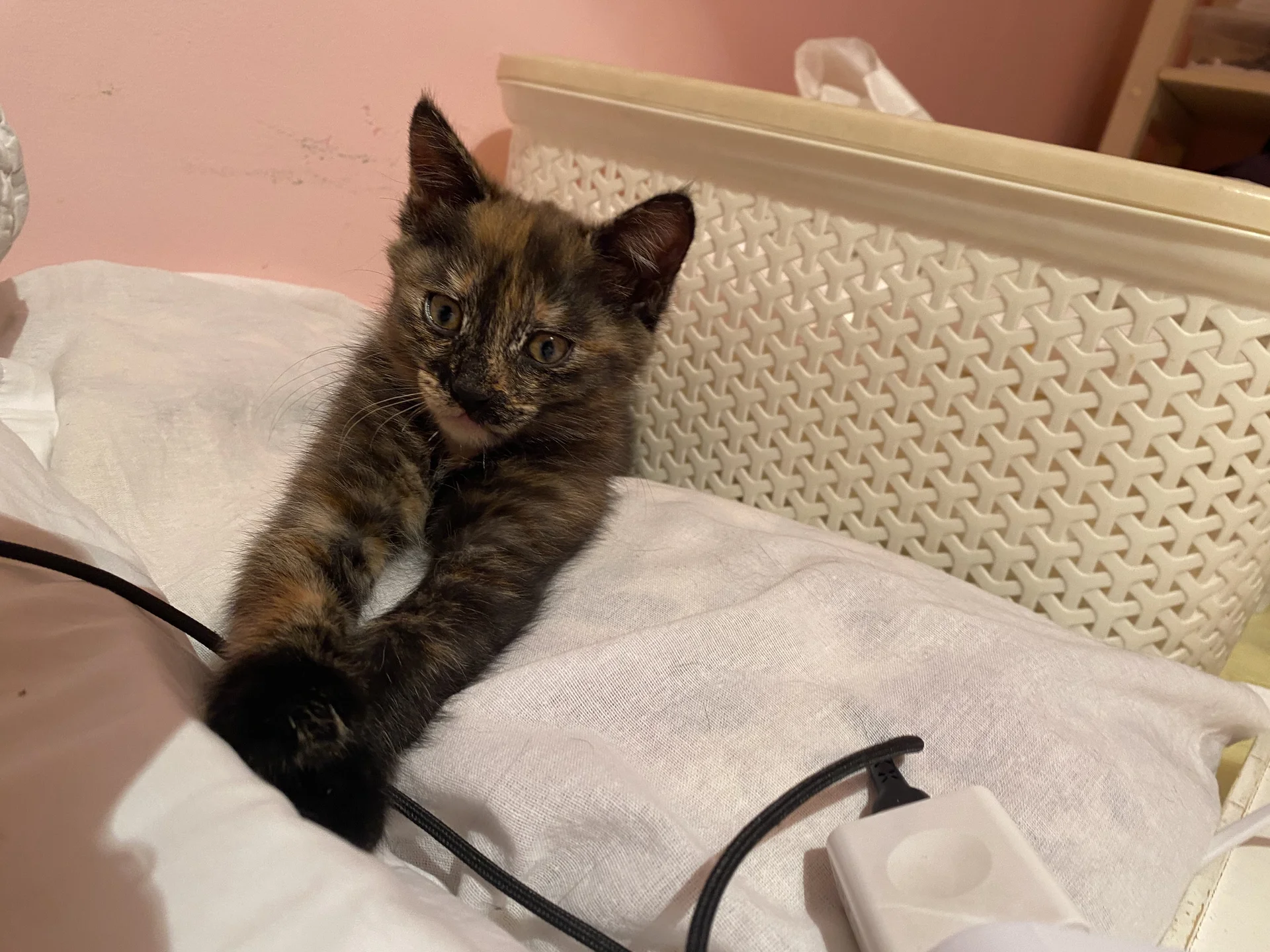 Котенок - миниатюра 2