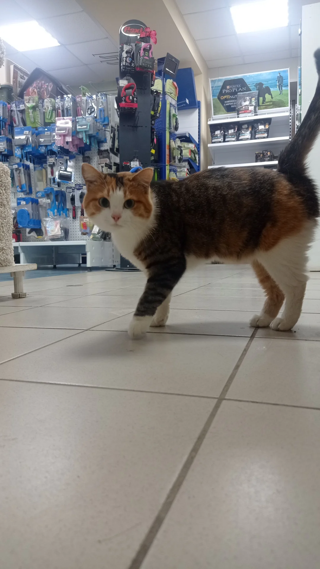 Сладкая котодевочка ищет своего хозяина =^ᴥ^= - миниатюра 6