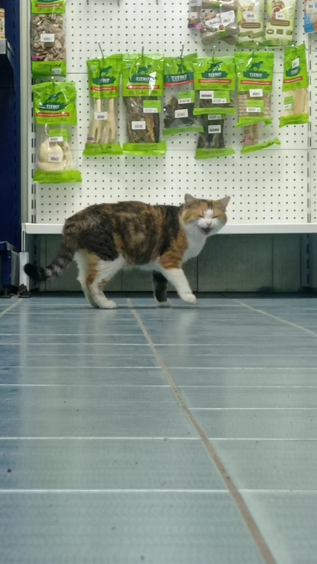 Сладкая котодевочка ищет своего хозяина =^ᴥ^= - миниатюра 7
