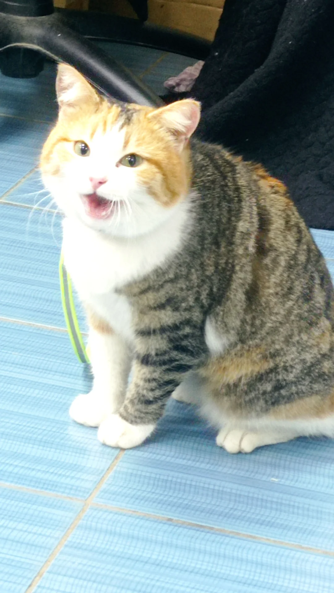 Сладкая котодевочка ищет своего хозяина =^ᴥ^= - миниатюра 5