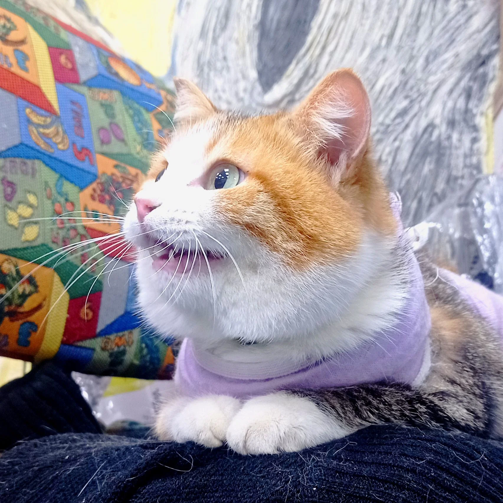 Сладкая котодевочка ищет своего хозяина =^ᴥ^= - миниатюра 2