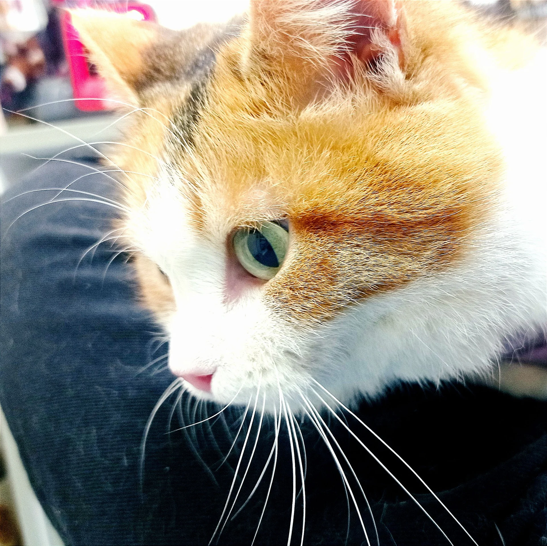 Сладкая котодевочка ищет своего хозяина =^ᴥ^= - миниатюра 3