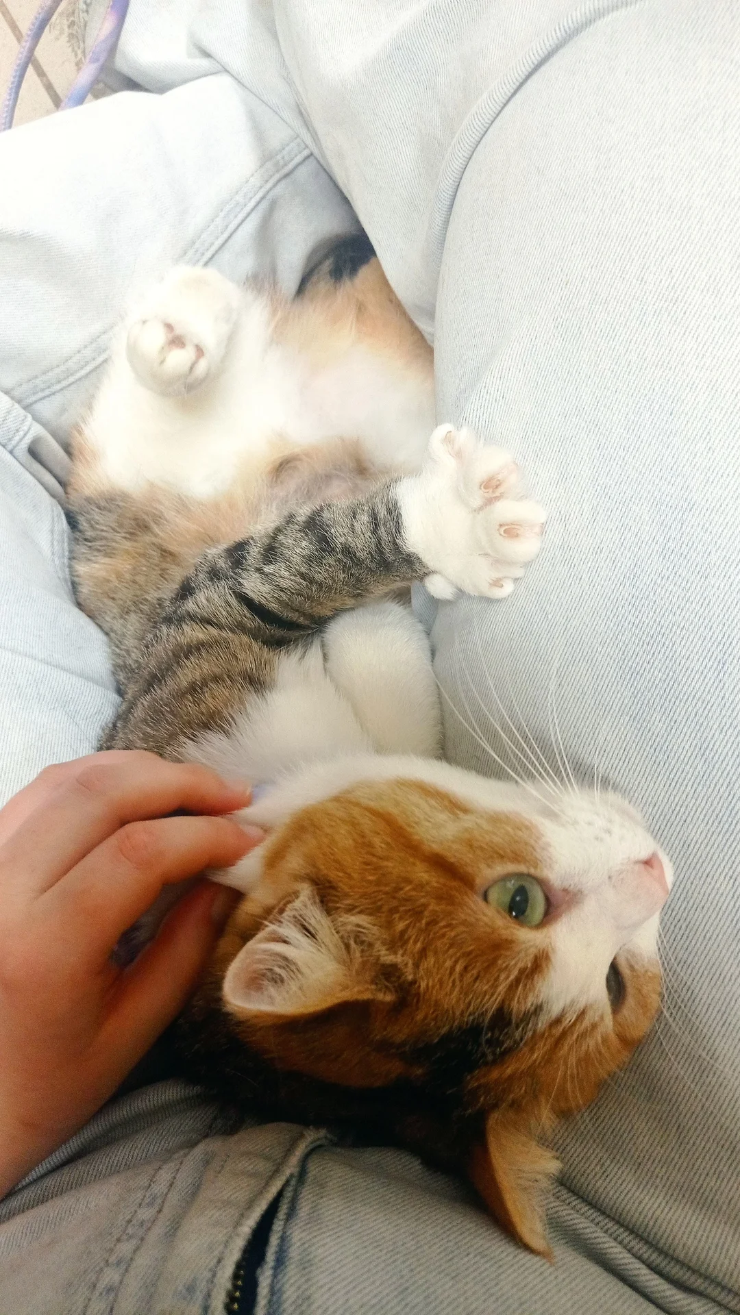 Сладкая котодевочка ищет своего хозяина =^ᴥ^= - миниатюра 4