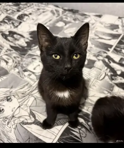 Котики ищут дом