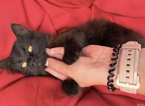 Кошечка 6 месяцев