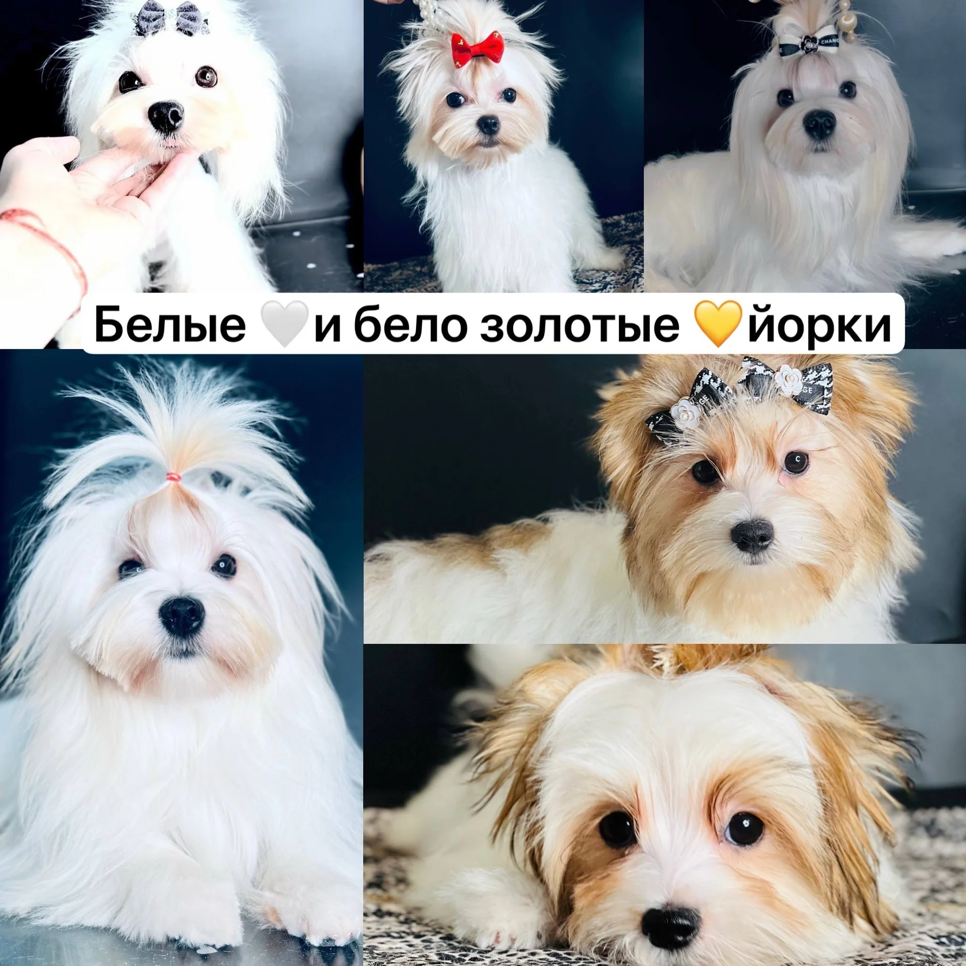 Цветные йорки микро мини стандарт - изображение 1