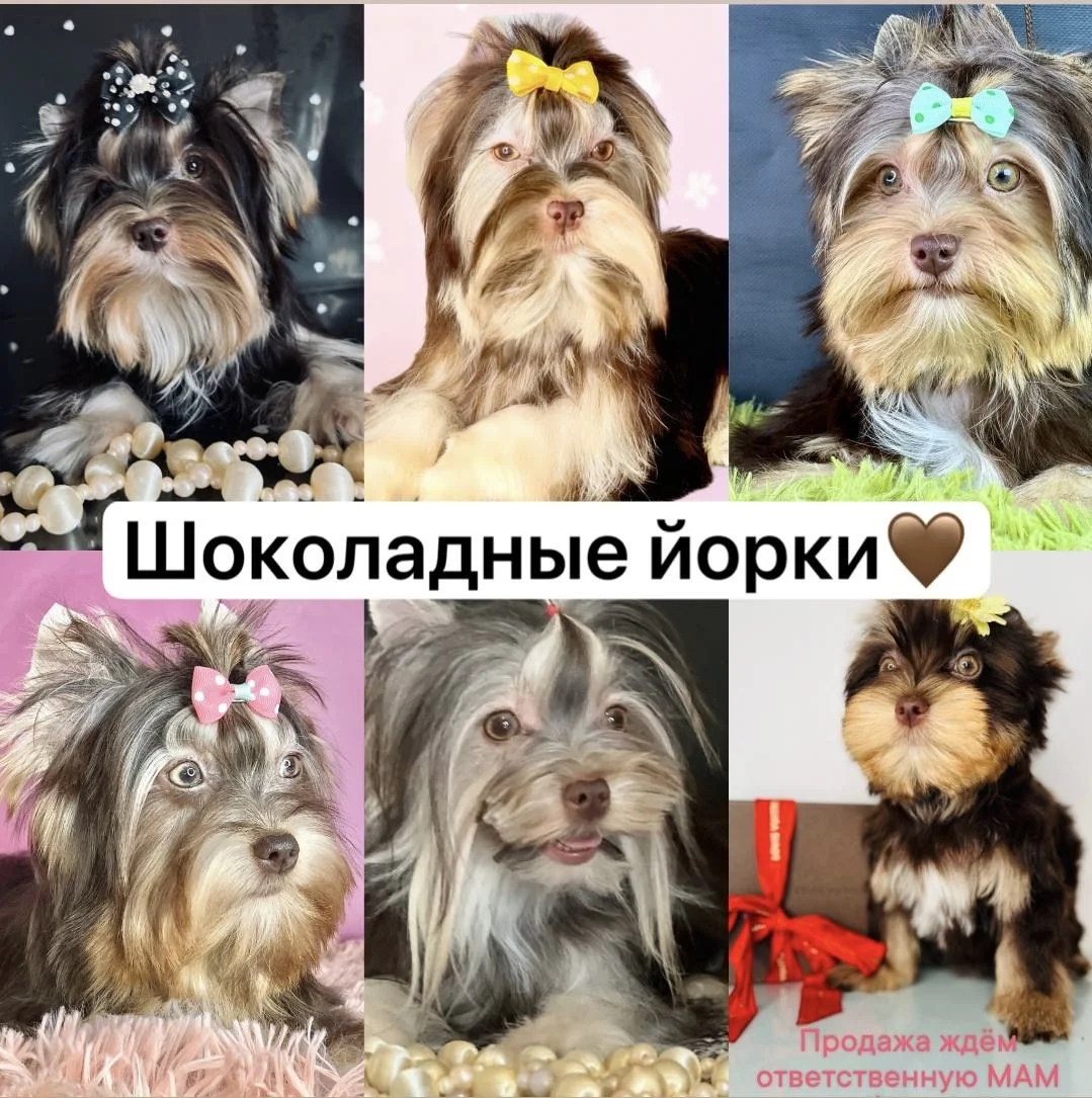Цветные йорки микро мини стандарт - миниатюра 2