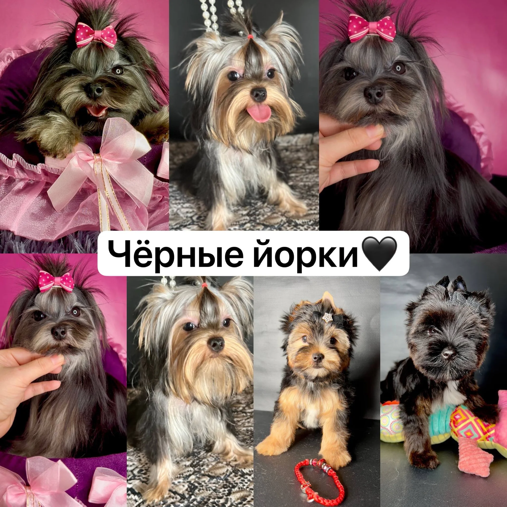 Цветные йорки микро мини стандарт - миниатюра 3