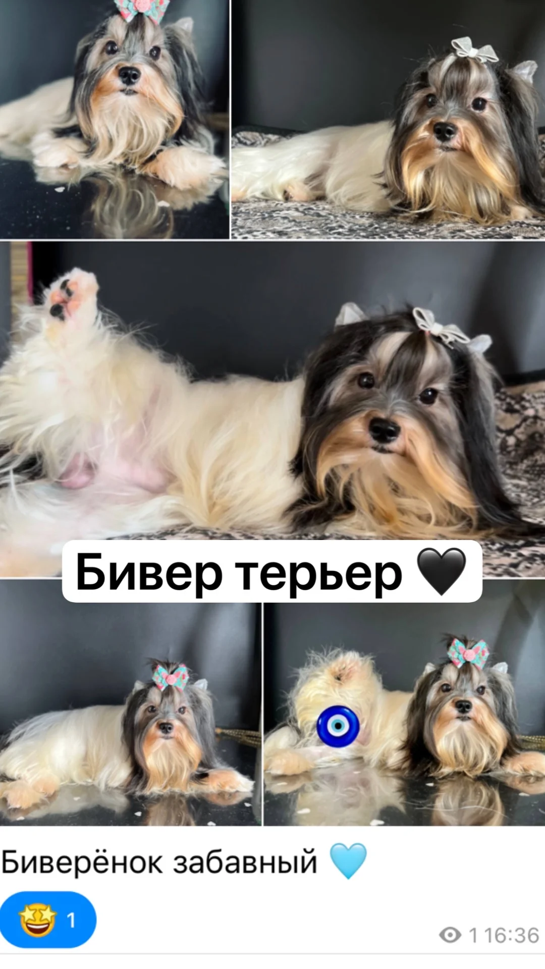 Цветные йорки микро мини стандарт - миниатюра 4