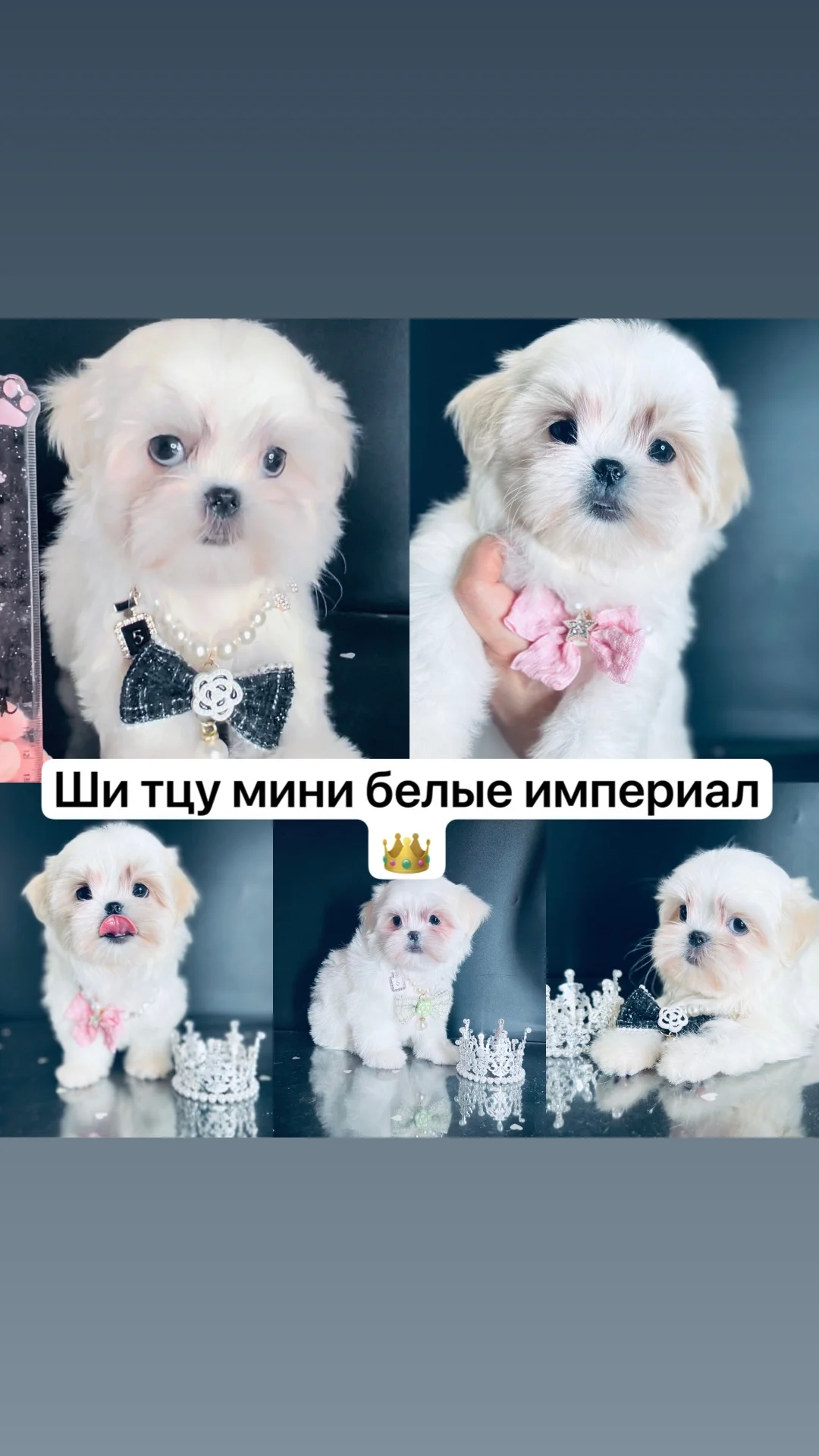 Цветные йорки микро мини стандарт - миниатюра 6