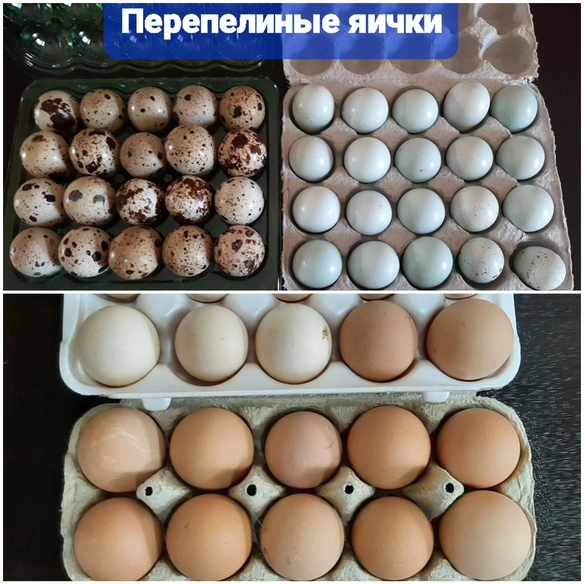 Мясо перепелов, копченые перепела, яйцо перепелино - изображение 1