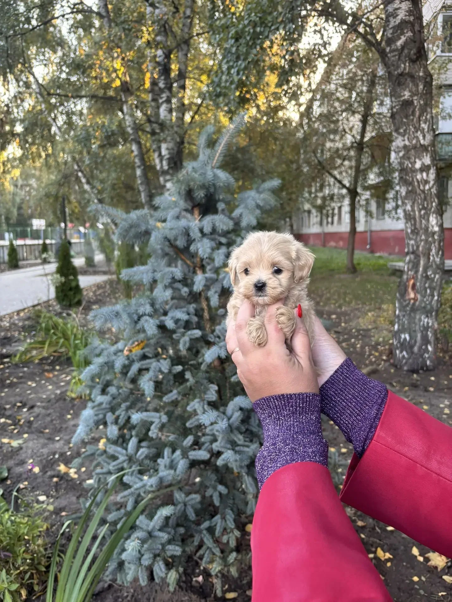 Щенки мальтипу - миниатюра 7