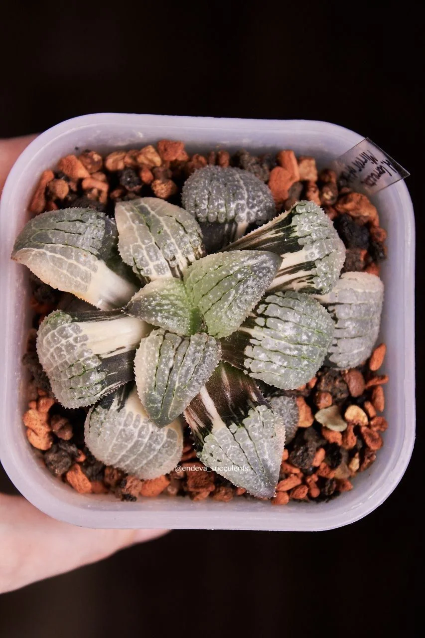 Хавортии / Haworthia - изображение 1