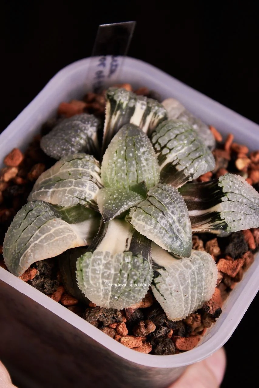 Хавортии / Haworthia - миниатюра 2