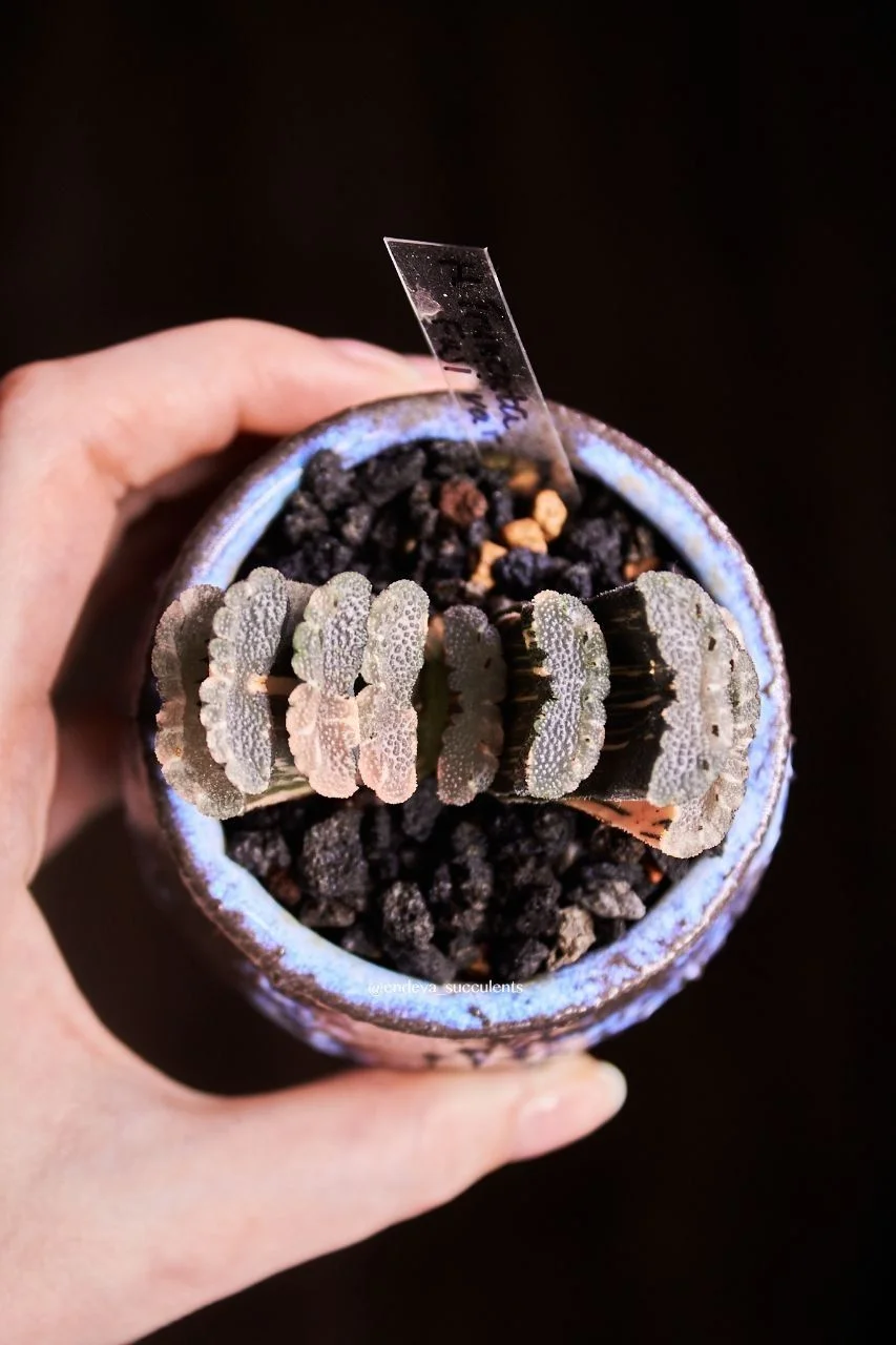 Хавортии / Haworthia - миниатюра 3