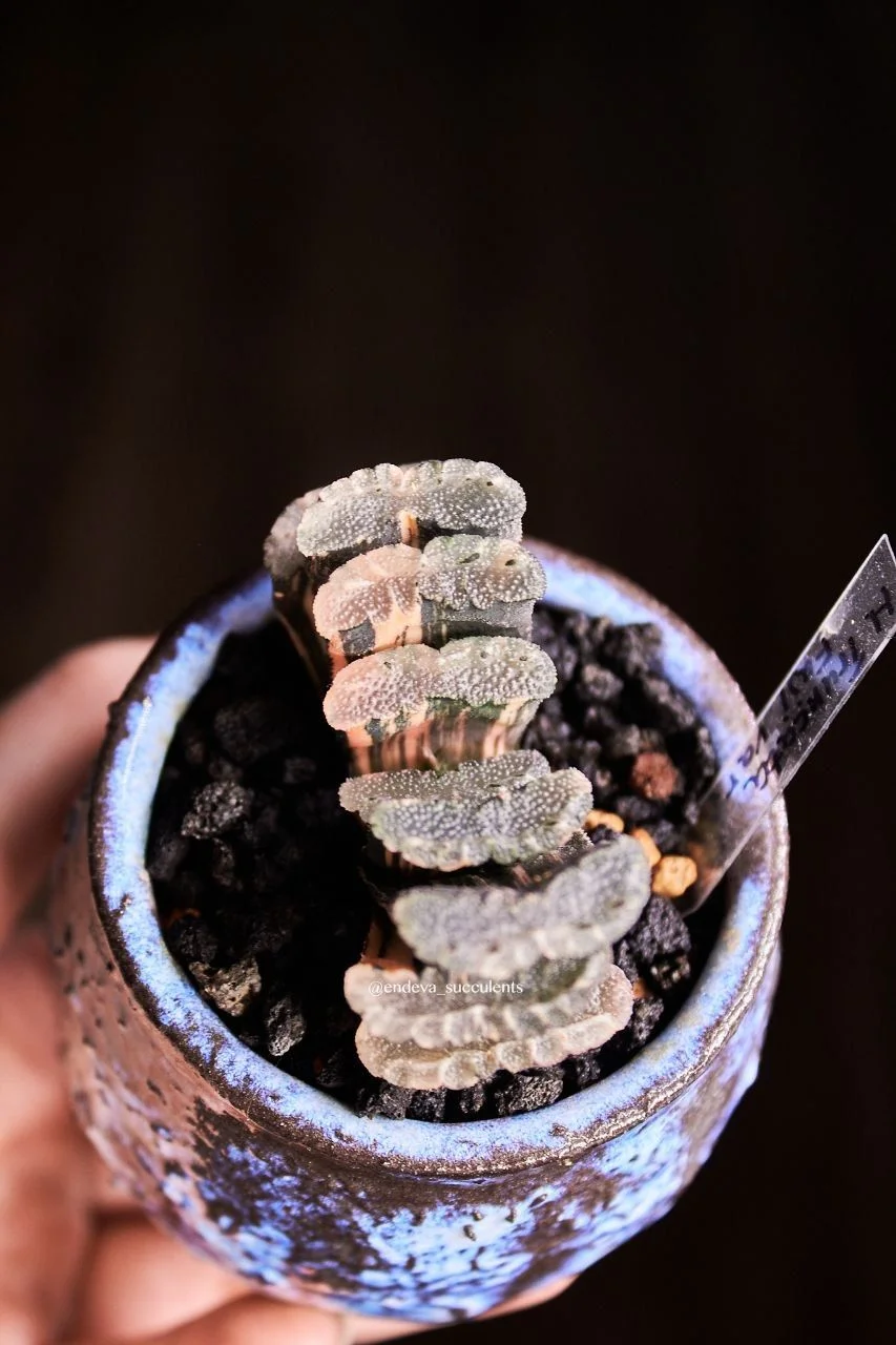 Хавортии / Haworthia - миниатюра 4