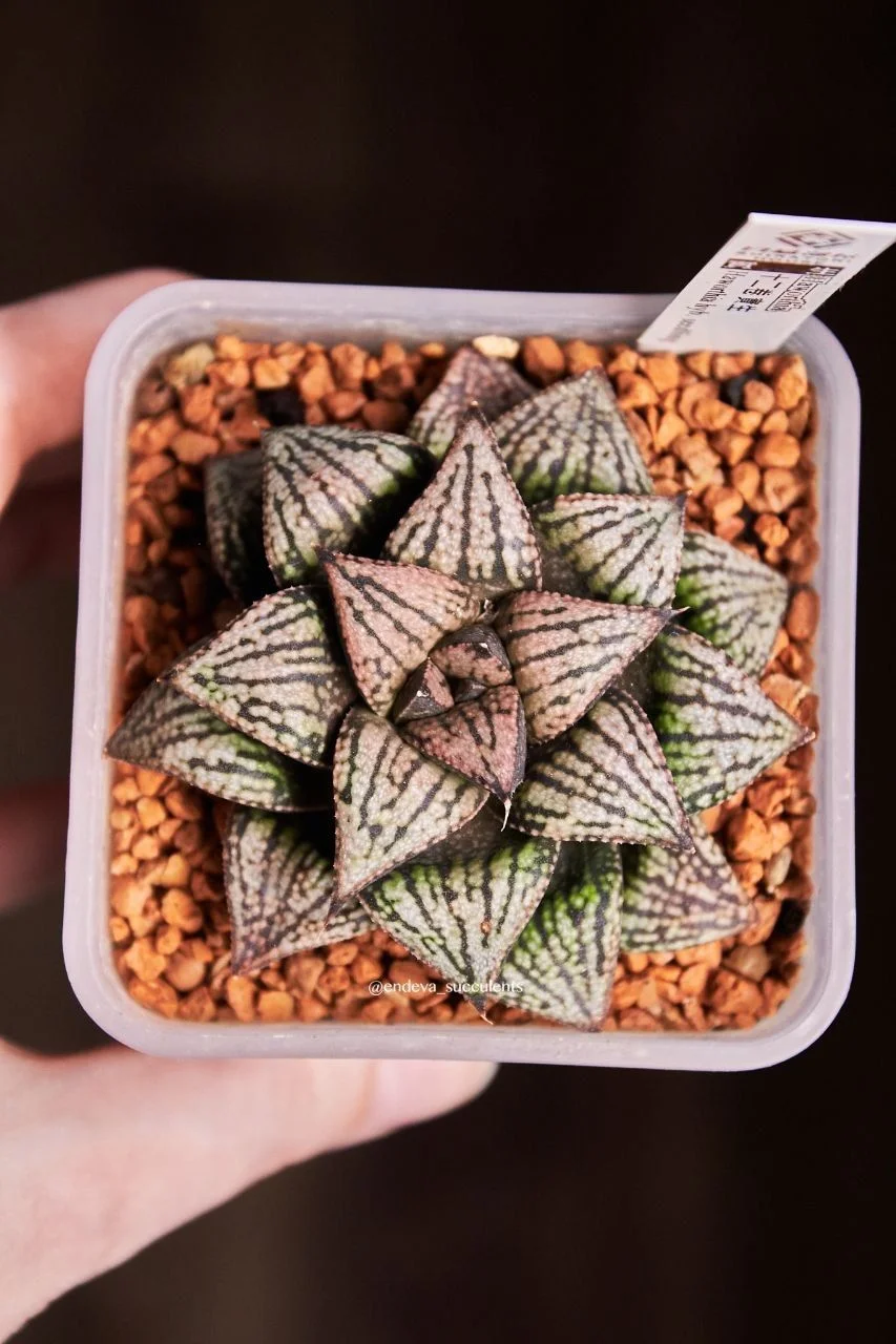 Хавортии / Haworthia - миниатюра 5