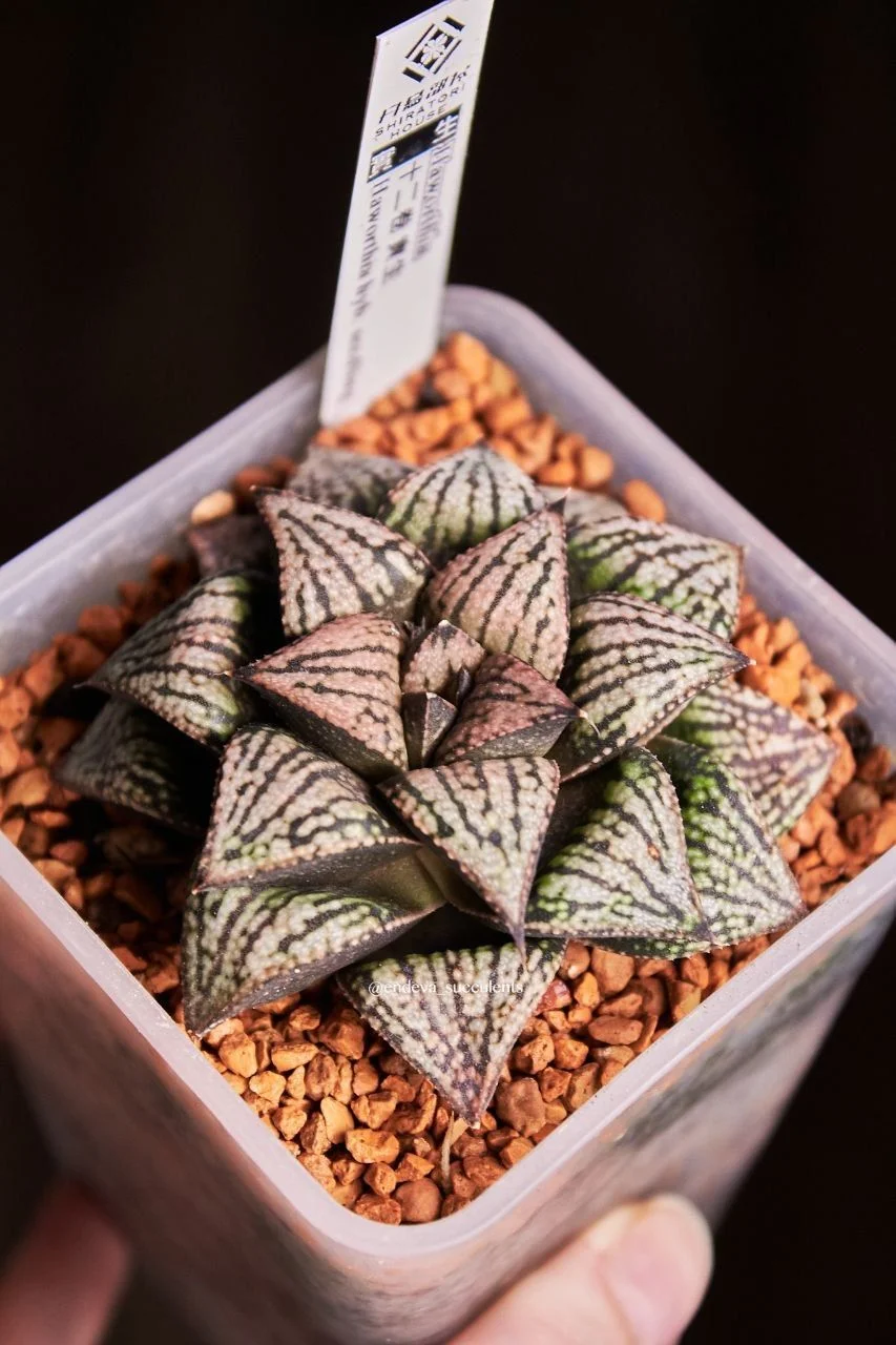 Хавортии / Haworthia - миниатюра 6