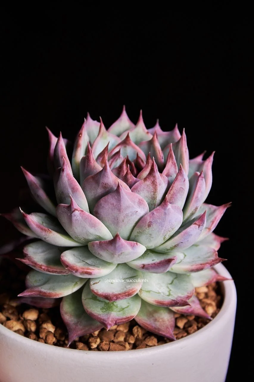 Эхеверия / Echeveria - миниатюра 2