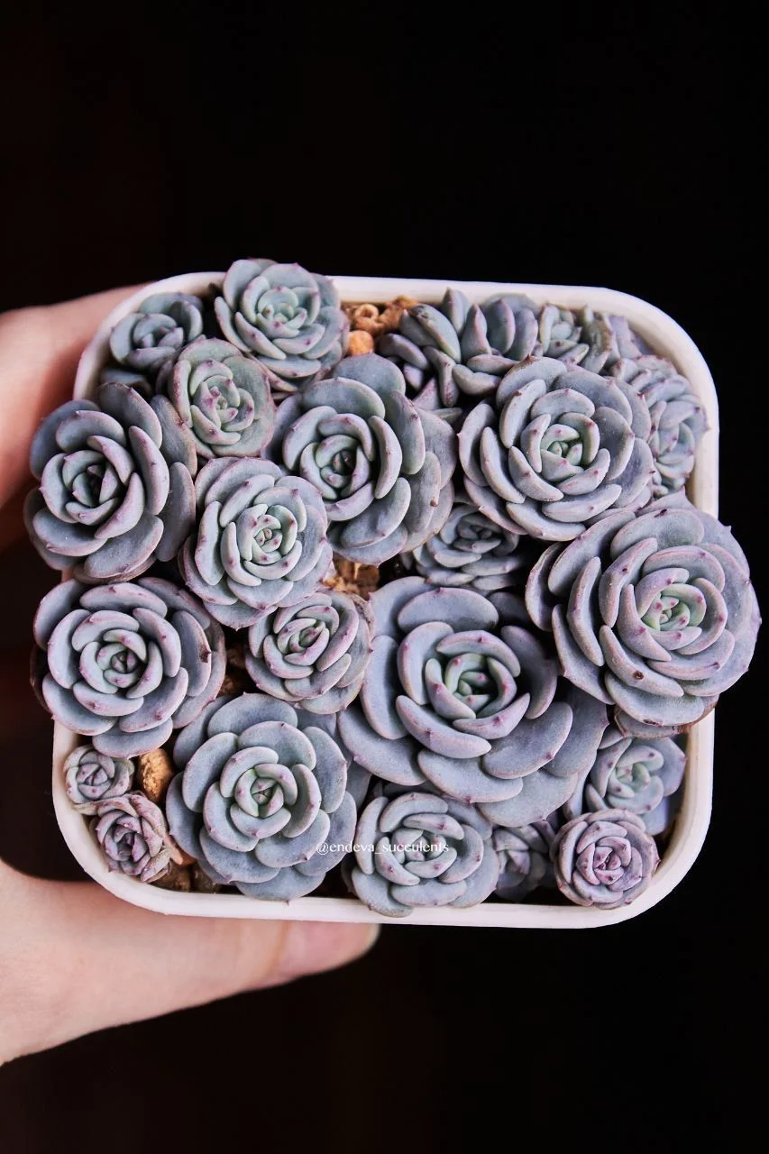 Эхеверия / Echeveria - миниатюра 3
