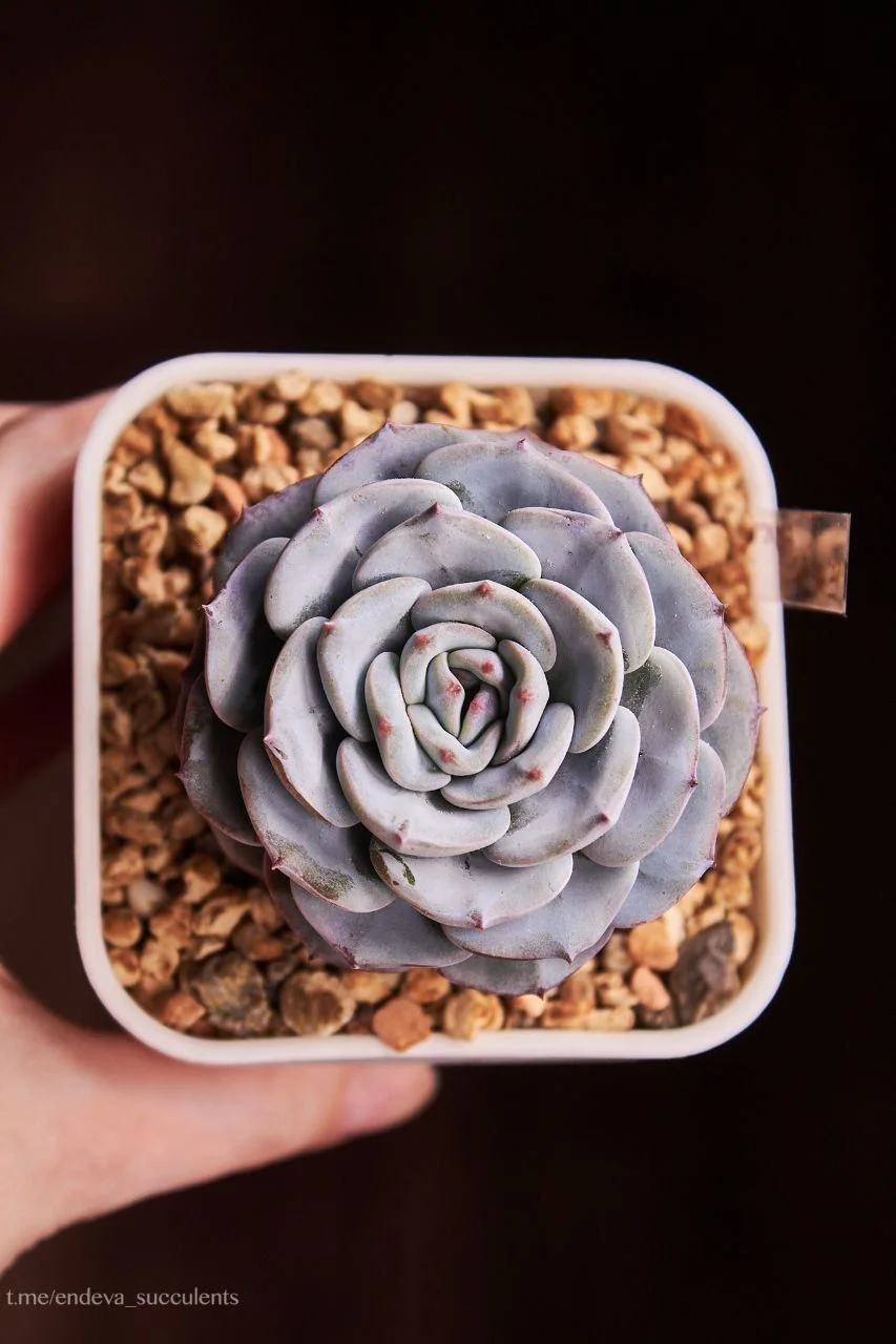Эхеверия / Echeveria - миниатюра 4