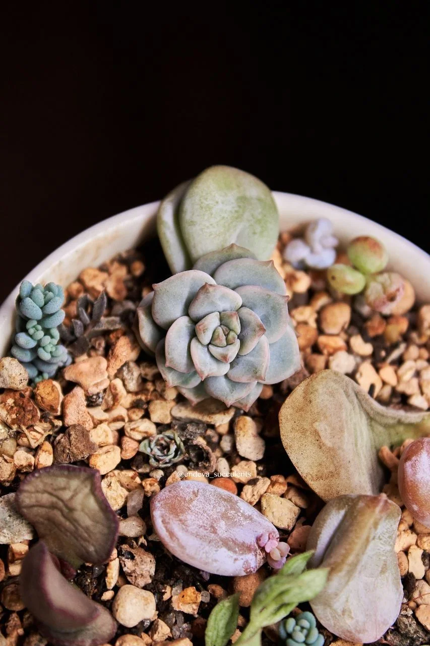 Эхеверия / Echeveria - миниатюра 5