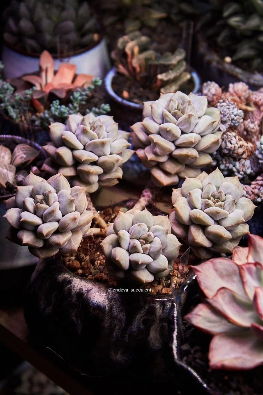 Эхеверия / Echeveria - миниатюра 6