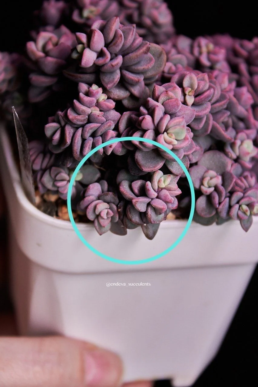 Эхеверия / Echeveria - миниатюра 7