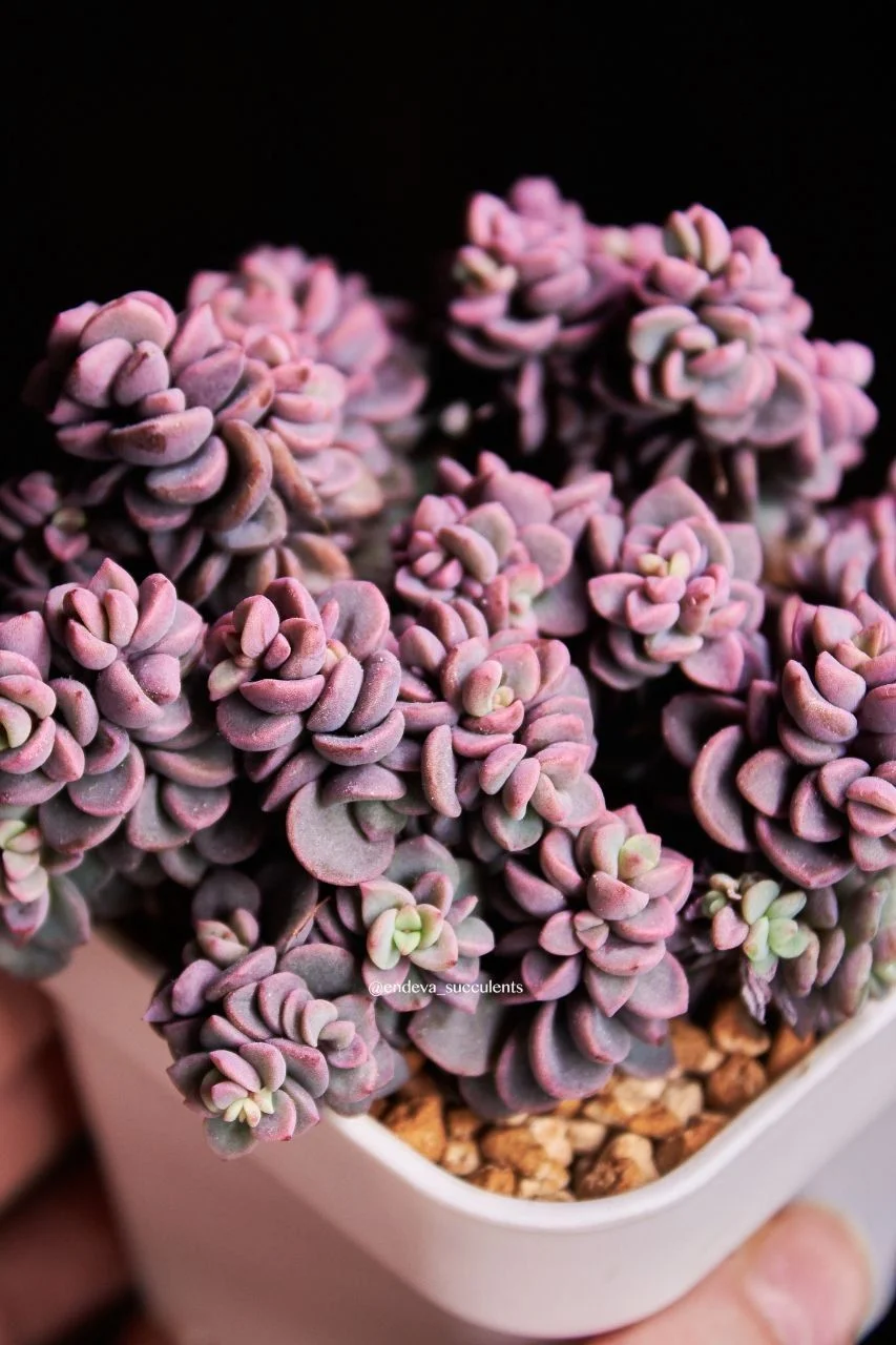 Эхеверия / Echeveria - миниатюра 8