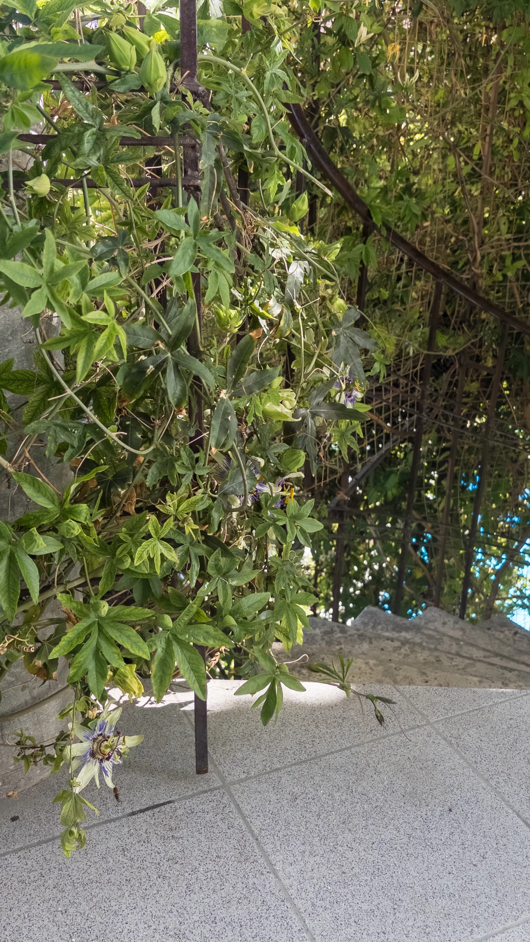 🌺 Пасифлора - миниатюра 5