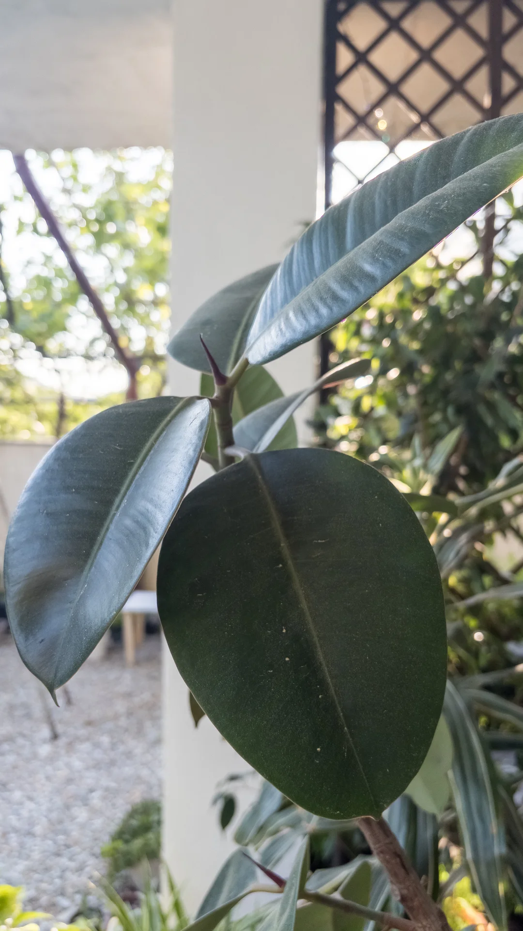 🌿 Фикус - миниатюра 2