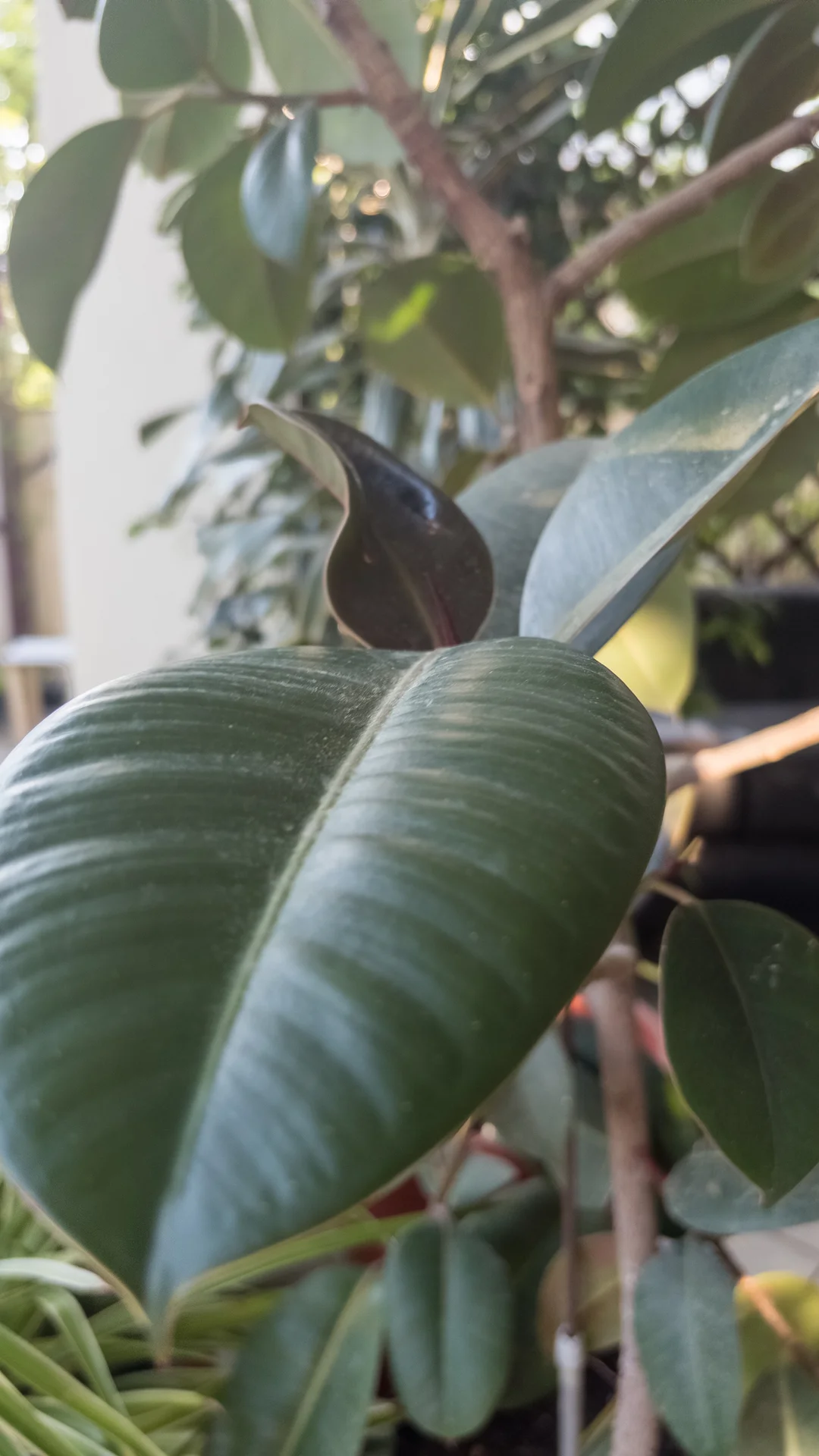 🌿 Фикус - миниатюра 4