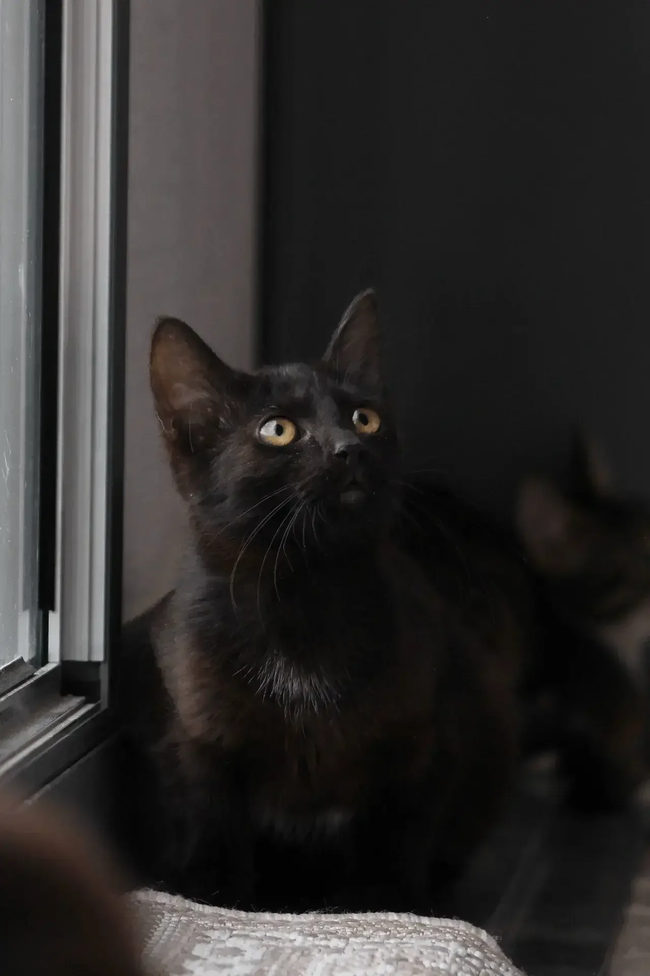 Кот в каждый дом😸 - изображение 1