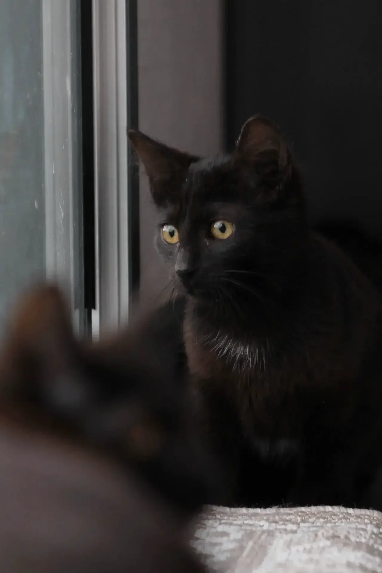Кот в каждый дом😸 - миниатюра 2