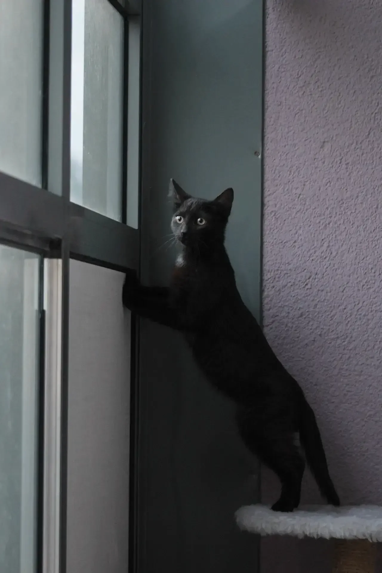 Кот в каждый дом😸 - миниатюра 3