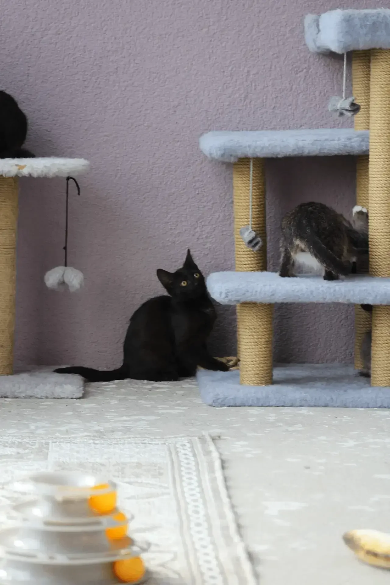 Кот в каждый дом😸 - миниатюра 4