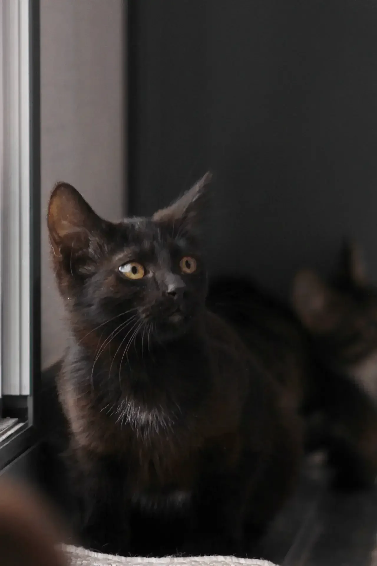Кот в каждый дом😸 - миниатюра 5